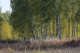 Осенние зарисовки близ Костерёво Владимирской области