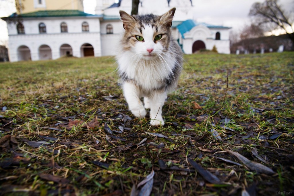 Монастырская кошка. г. Киржач 01