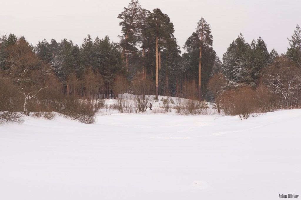 Зимний владимирский лес 03
