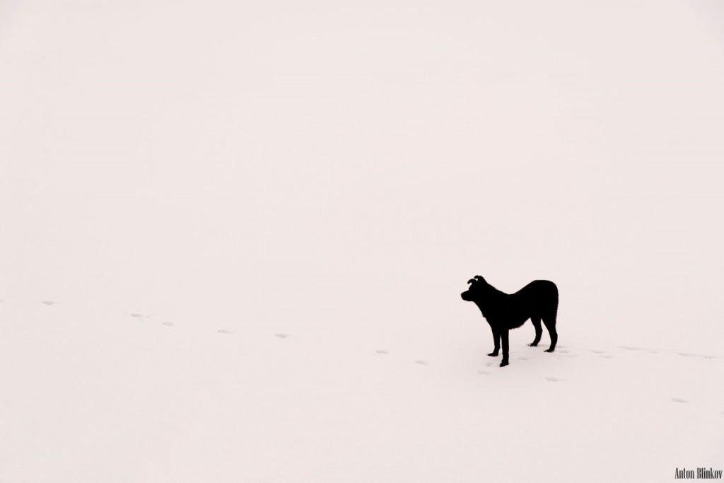 Черный пёс у Покрова На Нерли 02