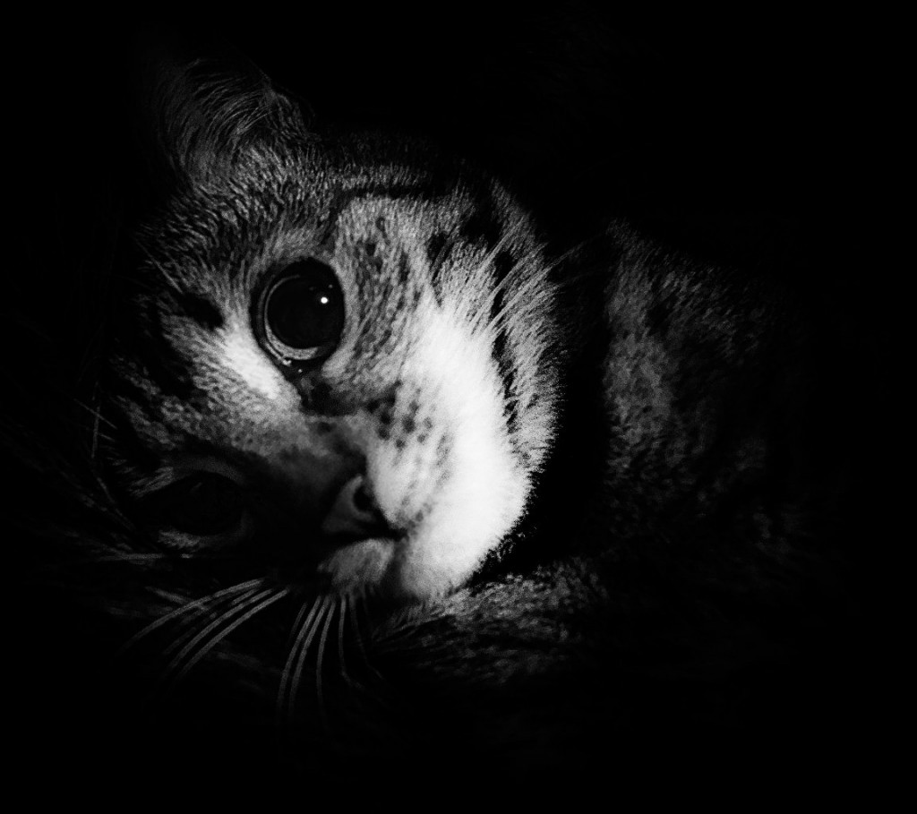 Муромские коты Елены Дробат 09