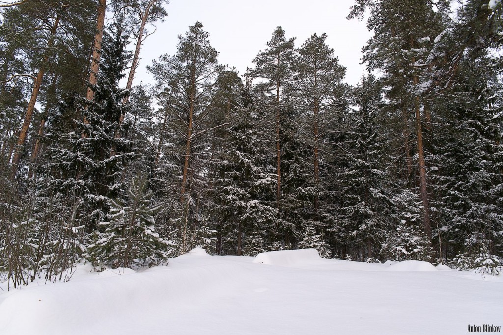 Лес под снежным покровом 01