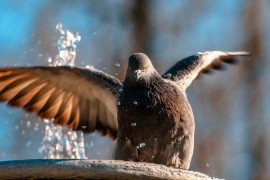 Купание голубков в парке Липки