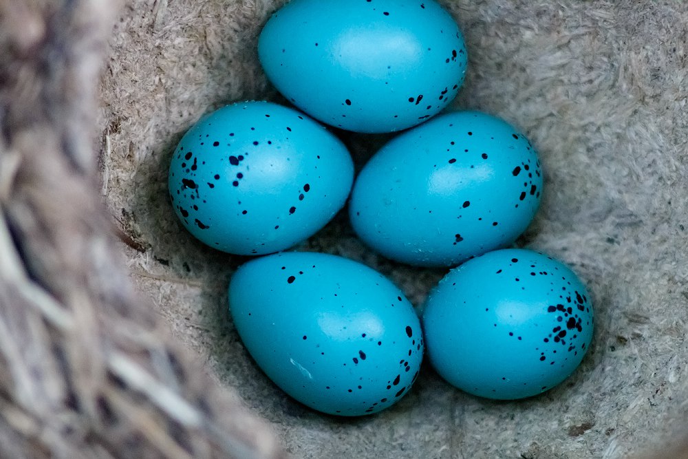 У птиц начался период высиживания яиц 02