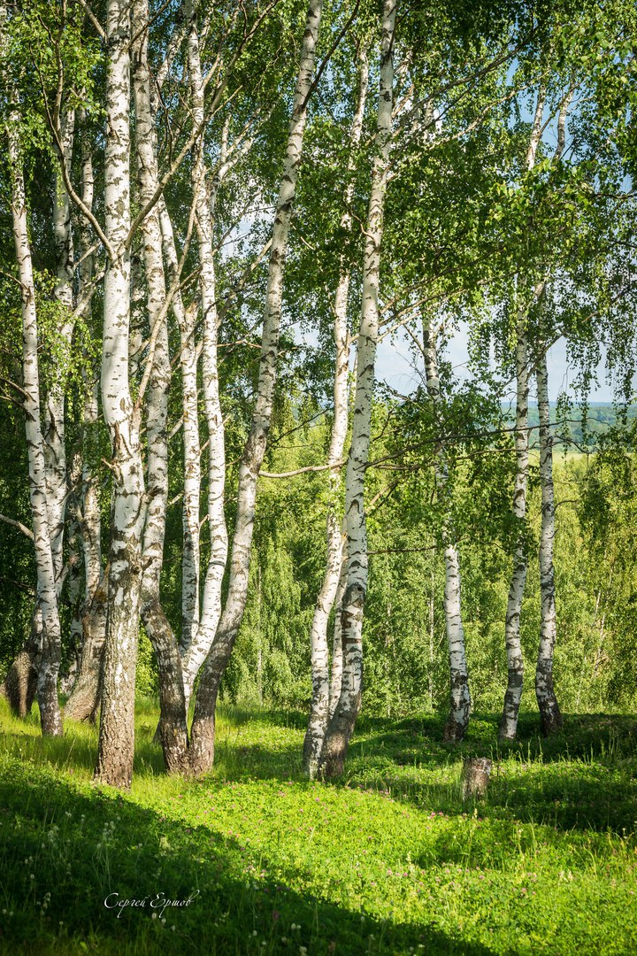 Картинки березовая русь