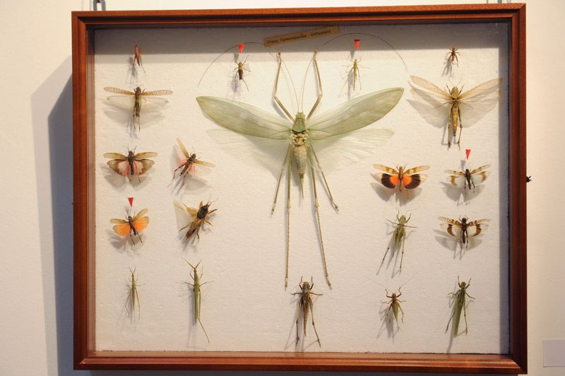 В Музее природы открылась выставка «Рождённые летать» 03