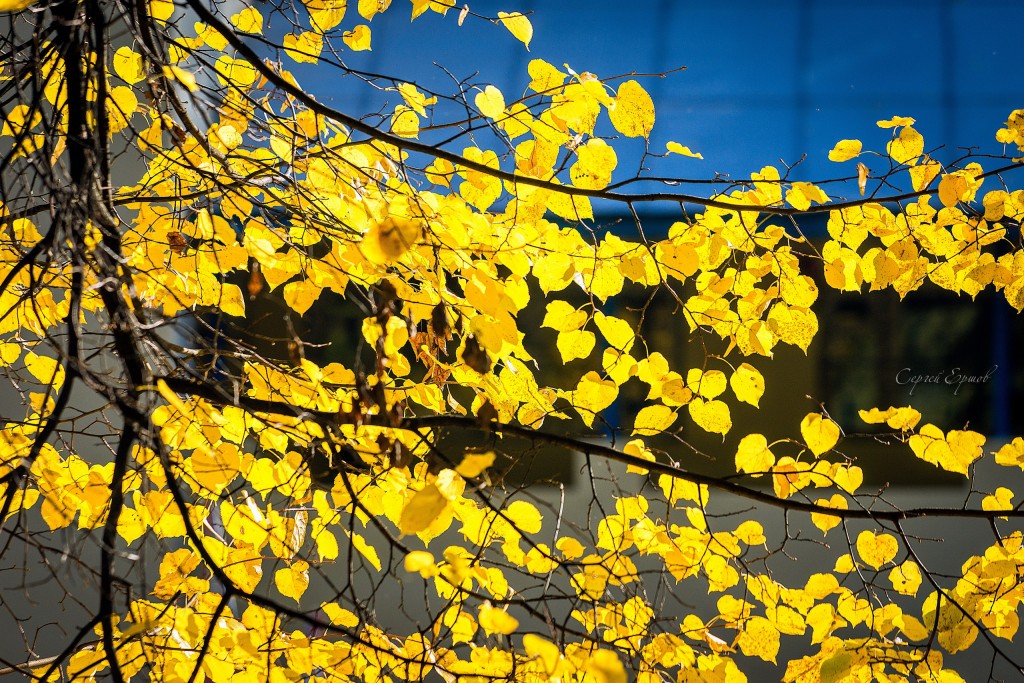 Листья желтые над городом кружатся 04
