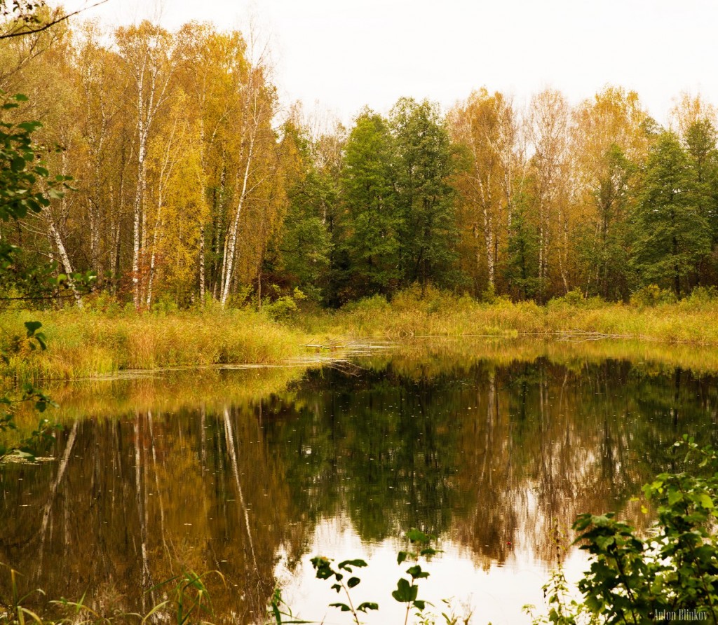 Осенний пейзаж на р. Суворощь, Гороховецкий р-н