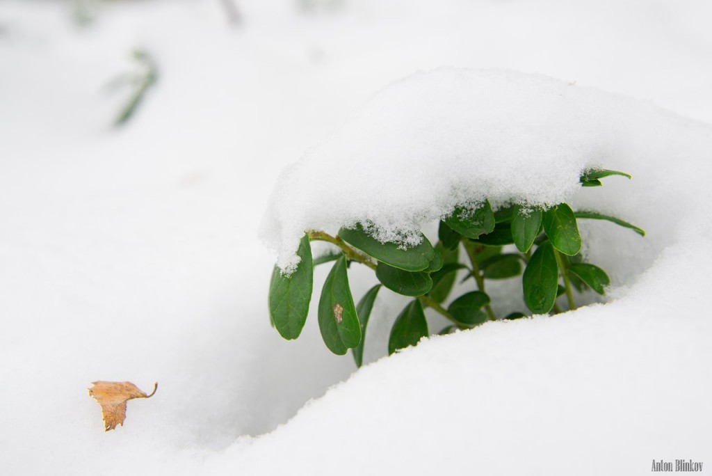 Брусничный куст под снежной шубкой