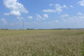 Фото с вязниковских полей, ноябрь