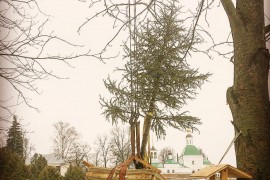 Атласский кедр в Патриаршем саду Владимира