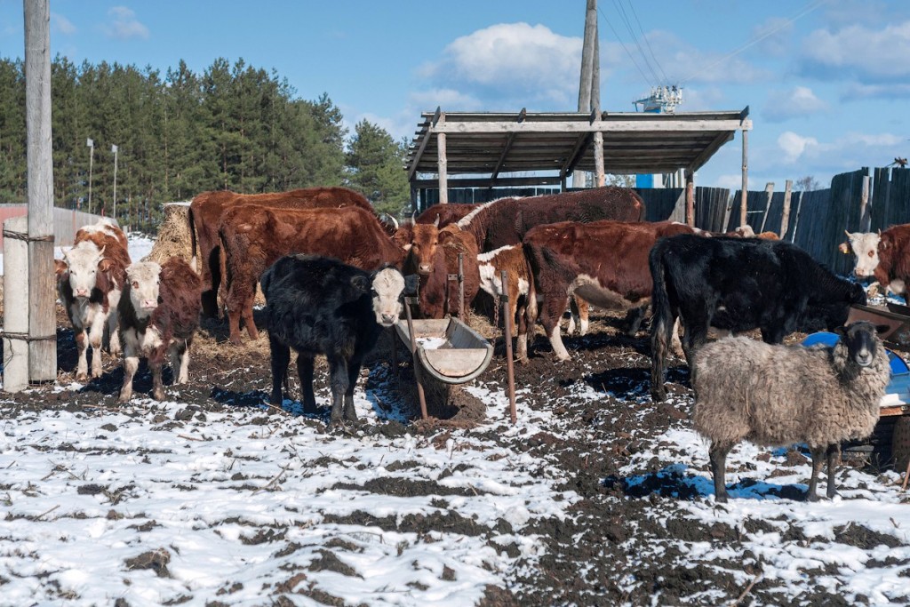 Коровы и овцы в деревне Домашнево, Петушинский район 01