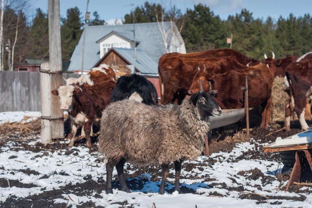 Коровы и овцы в деревне Домашнево, Петушинский район 04