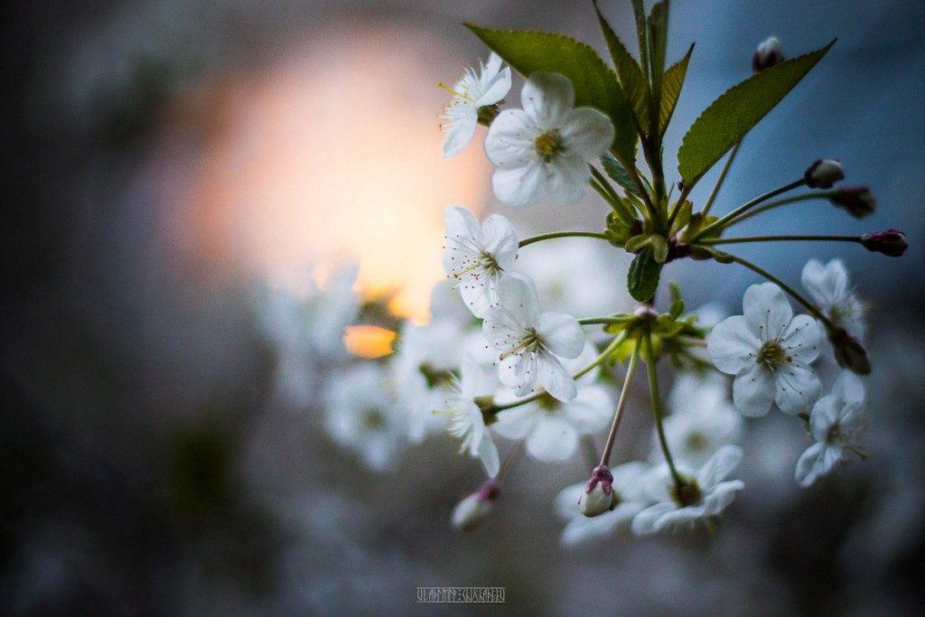 2017_05_15 Весенние владимирские цветы 04