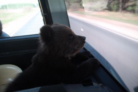 Бурый медвежонок из Нижегородской области обрёл новый дом в национальном парке «Мещёра»