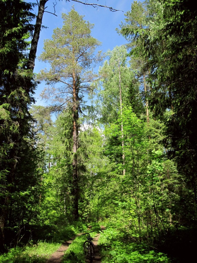 В июньском Владимирском лесу 01