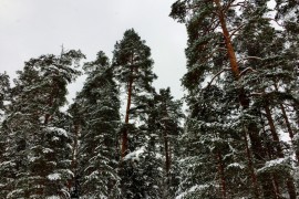 Красивый зимний лес в Гусь-Хрустальном