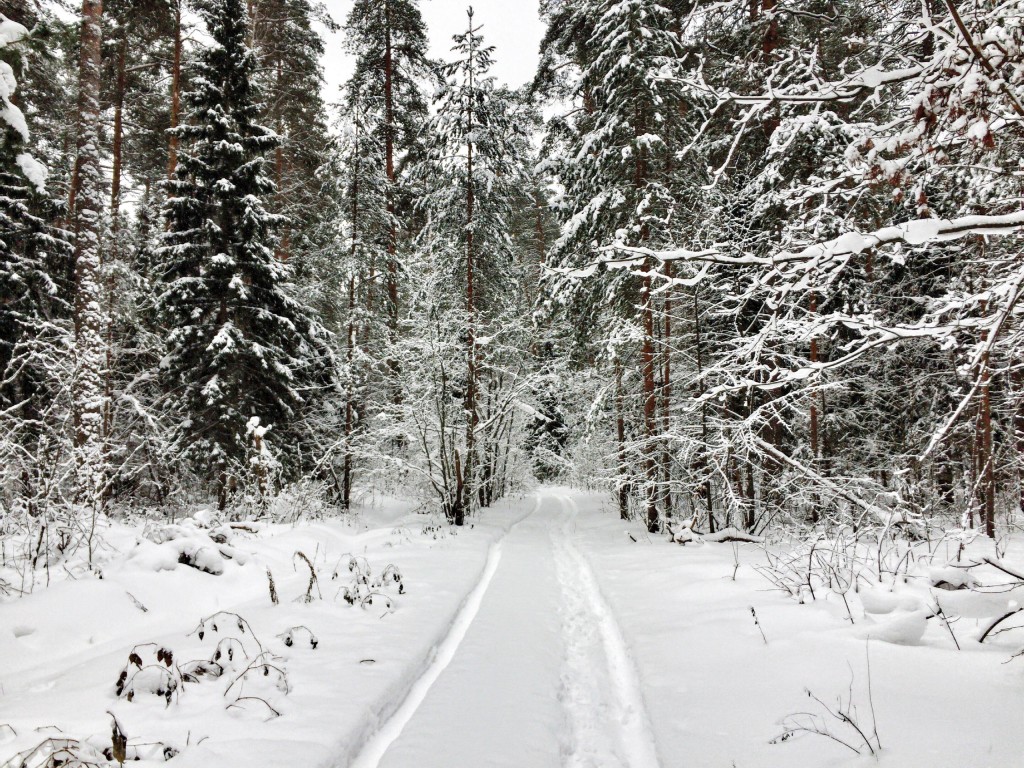 Красивый зимний лес в Гусь-Хрустальном 02
