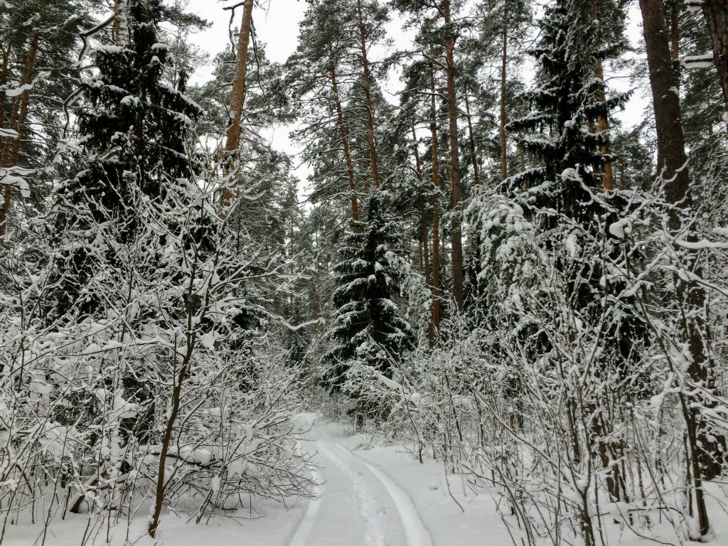 Красивый зимний лес в Гусь-Хрустальном 04