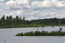 Лаптевское болото, Камешковский р-н