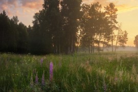 Серия летних рассветов в Вязниковском р-не