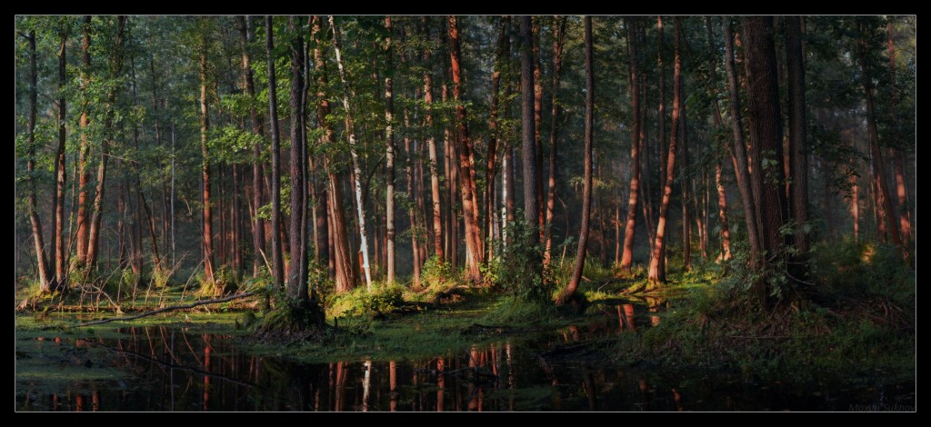 Волшебное болото недалеко от Никологор. Владимирская обл, Вязниковский р-он