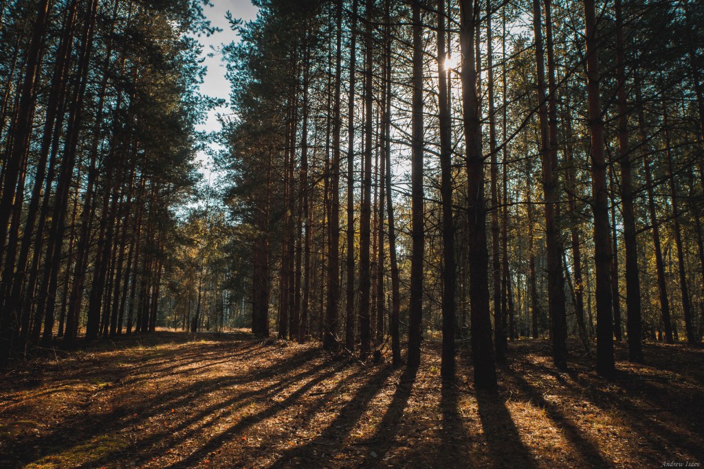 Лес у деревни Загряжское