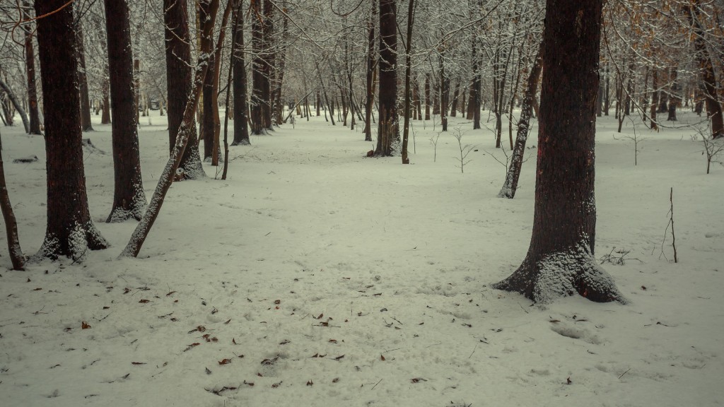 Зима в парке, Муром 10