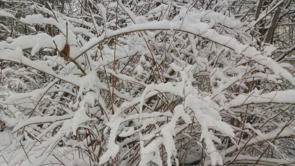 Муром снегом замело. Прогулка по снежному лесу на Вербовском. 02