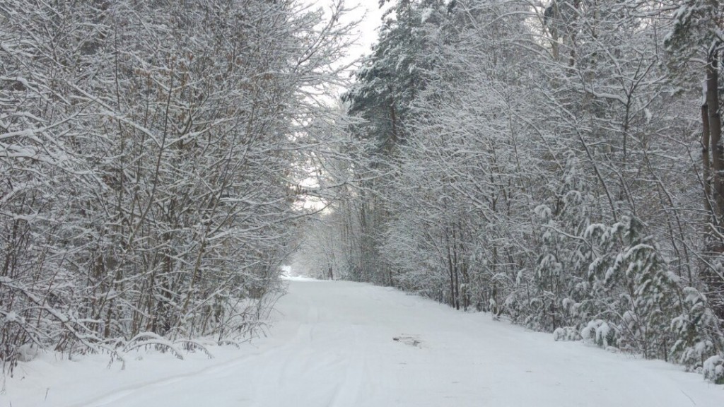Муром снегом замело. Прогулка по снежному лесу на Вербовском. 03