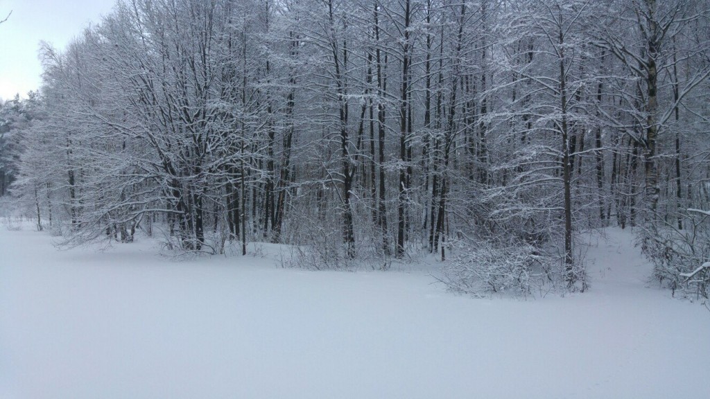 Муром снегом замело. Прогулка по снежному лесу на Вербовском. 04