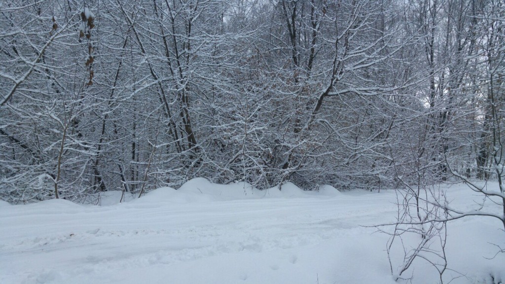 Муром снегом замело. Прогулка по снежному лесу на Вербовском. 05