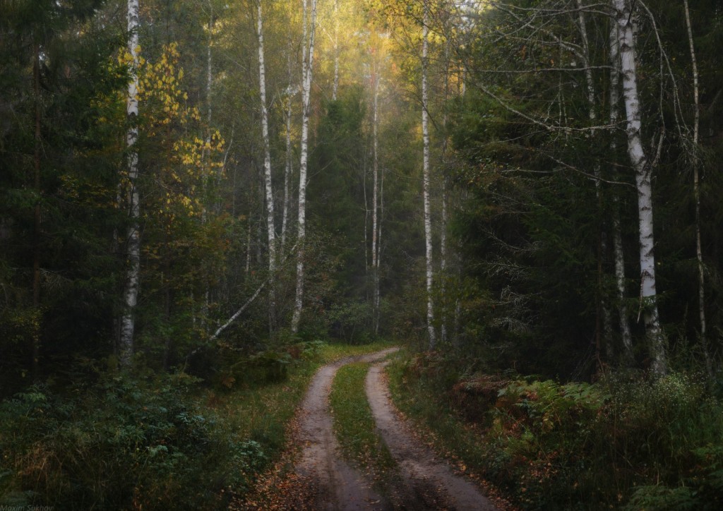 Осень в Вязниковском лесу 03