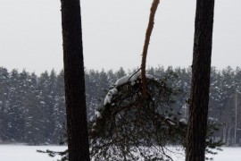 Зима в покровском лесу.