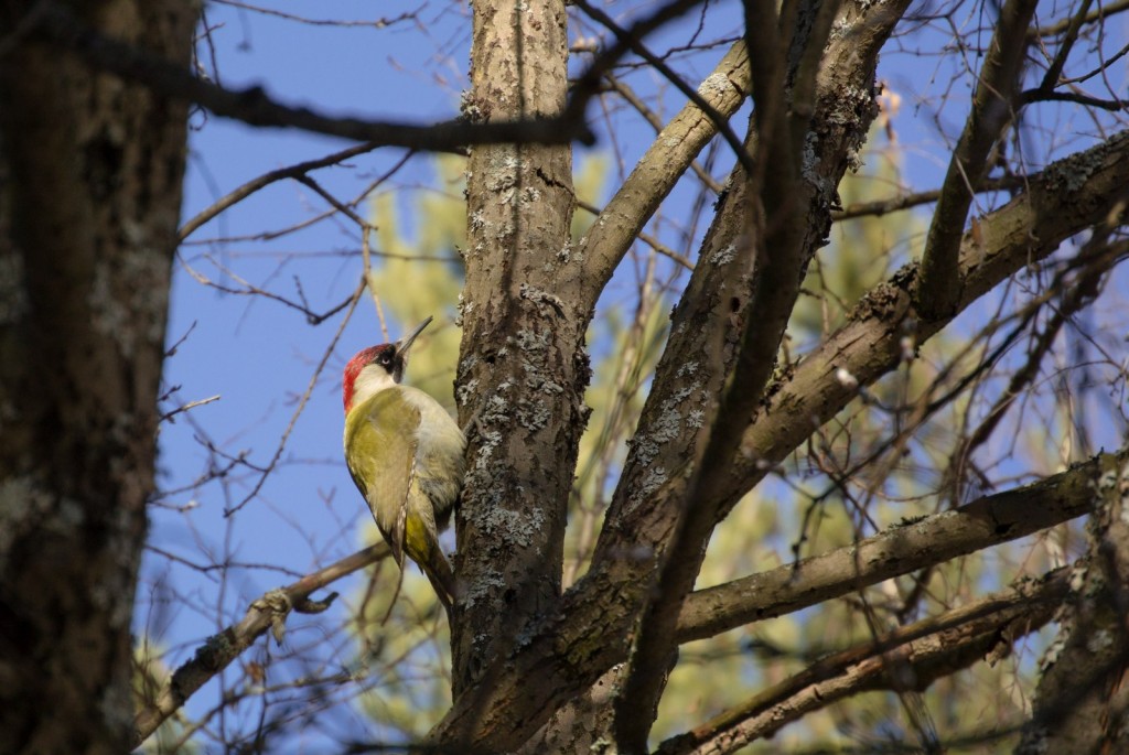 Зелёный дятел, довольно редкая птица, посетивший покровский лес (2015 г.) 01