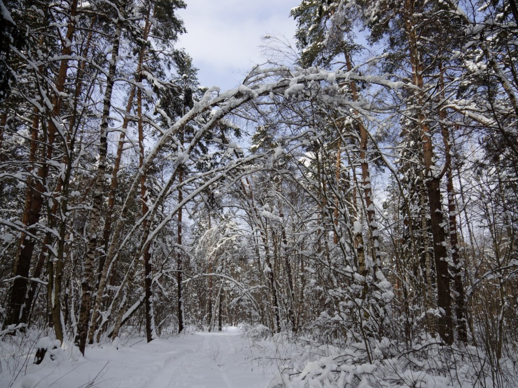 Зима в покровском лесу 01