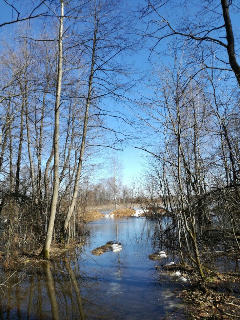 Разлив реки Киржач в окрестностях деревни Ветчи Петушинский район 01