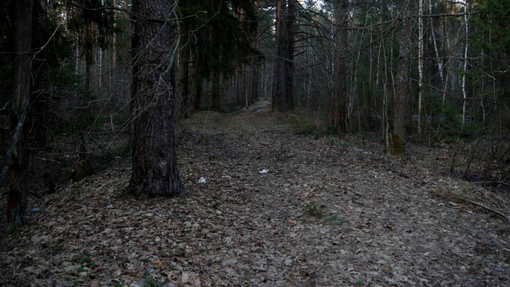 Старая Владимирка в лесу.
