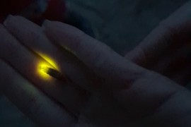 Очень большой светлячок найденнный в Муроме