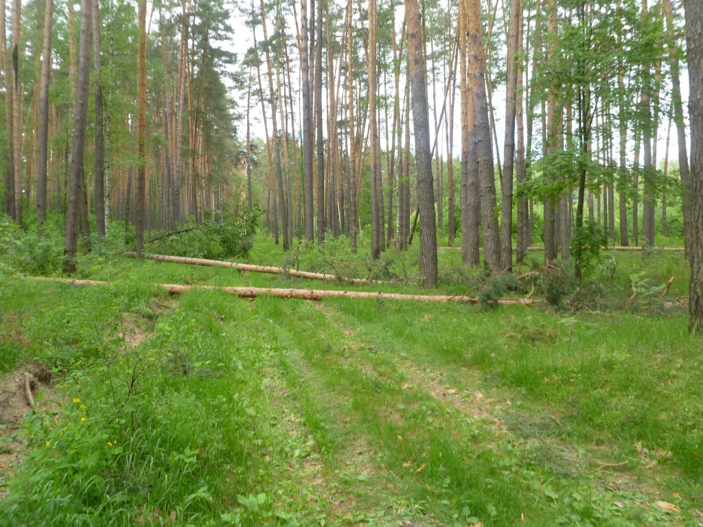 Последствия шквала 30 мая Владимирская область в лесном массиве около г.Судогда микрорайон Посадка. 03