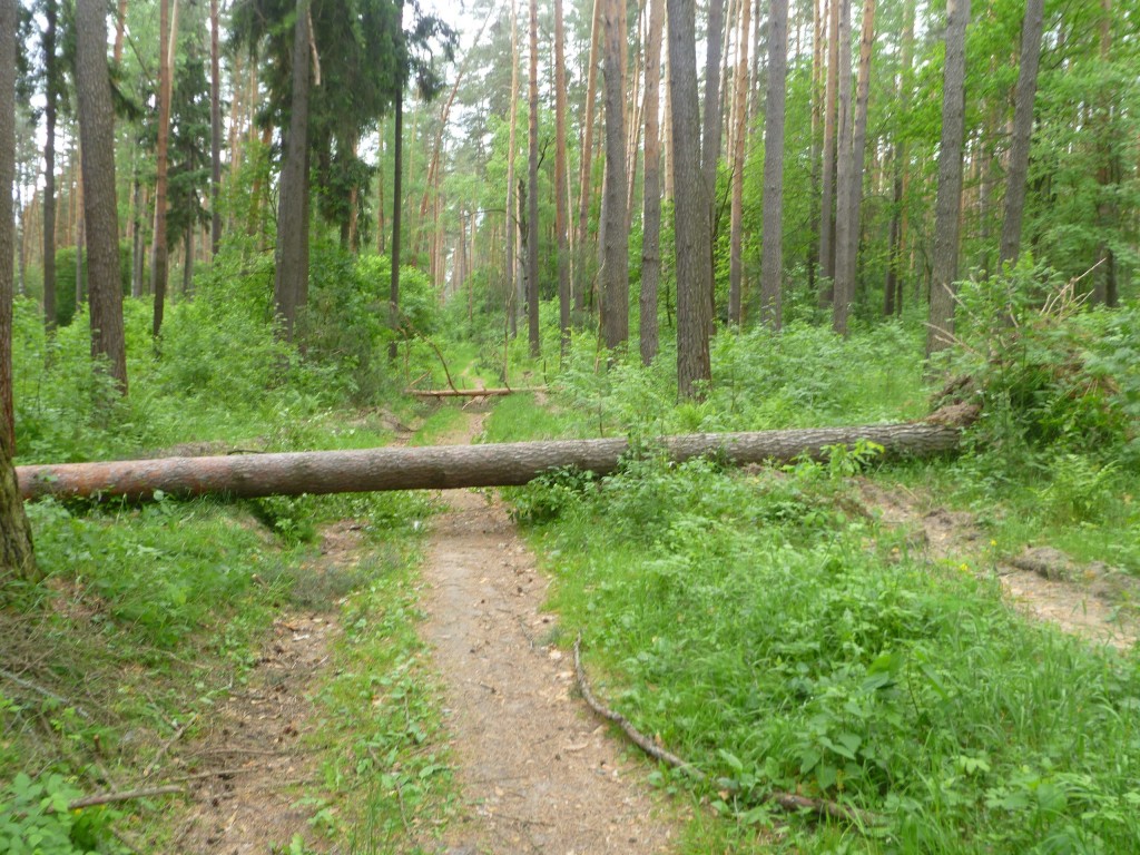 Последствия шквала 30 мая Владимирская область в лесном массиве около г.Судогда микрорайон Посадка. 04