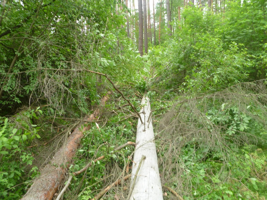 Последствия шквала 30 мая Владимирская область в лесном массиве около г.Судогда микрорайон Посадка. 05