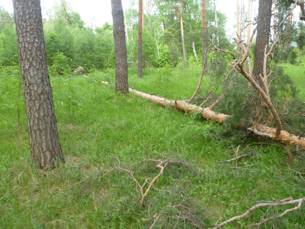 Последствия шквала 30 мая Владимирская область в лесном массиве около г.Судогда микрорайон Посадка. 08