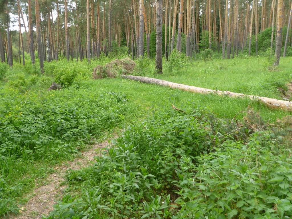 Последствия шквала 30 мая Владимирская область в лесном массиве около г.Судогда микрорайон Посадка. 09