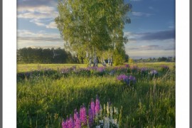 Эти чудесные полевые цветы… Вязниковский р-он, г. Вязники
