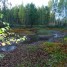 Осенний лес под Владимиром