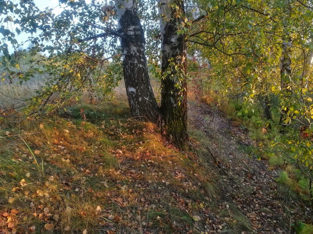 Осенний лес под Владимиром 04