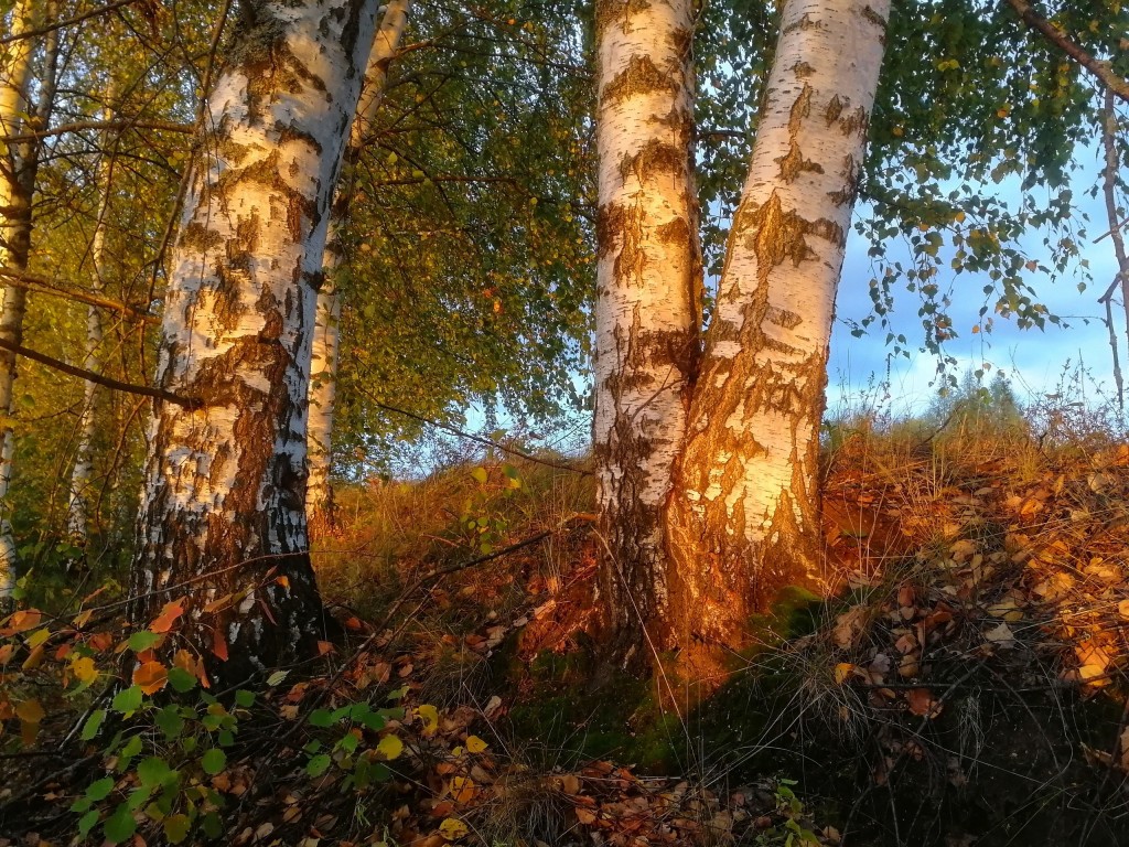Осенний лес под Владимиром 05