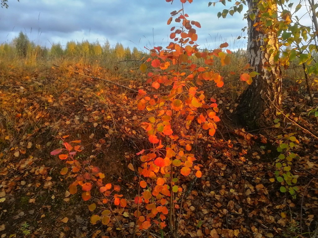 Осенний лес под Владимиром 06