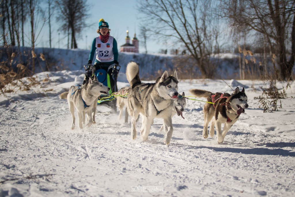 2019_02_23 Суздаль - гонки на собаках 02
